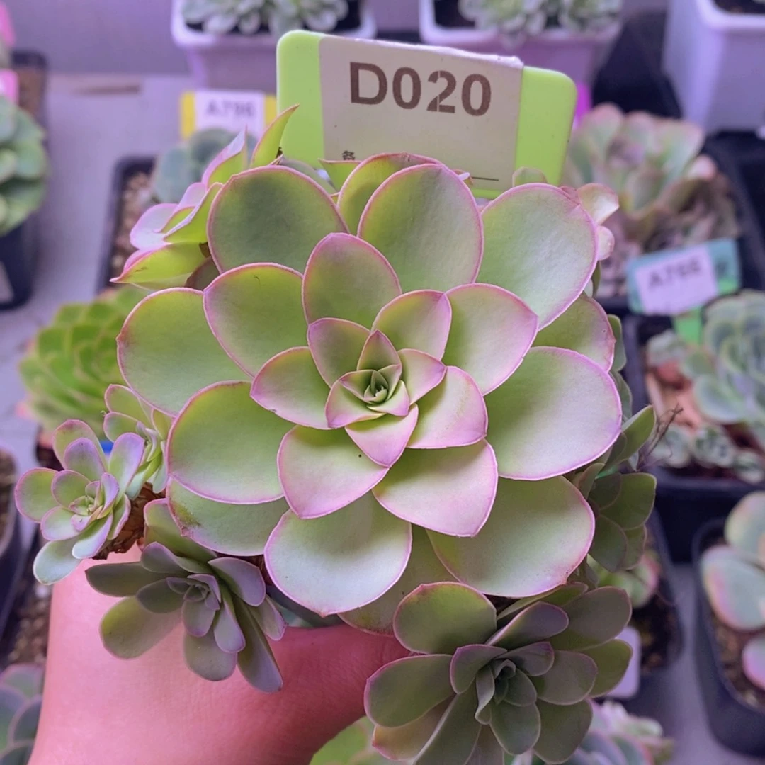 清风晚玫瑰捧花D020