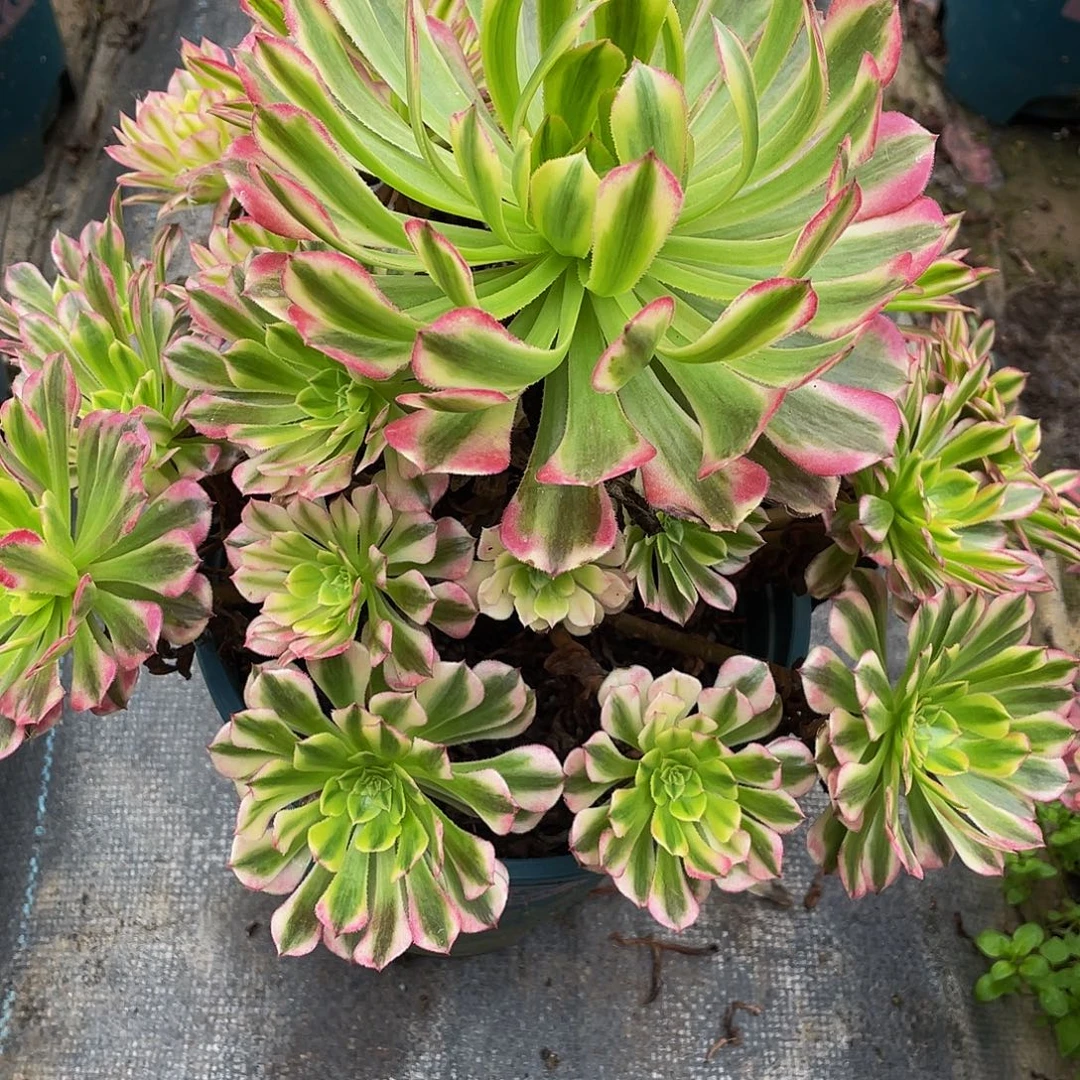 红***）多肉法师840号祝融发货不包损