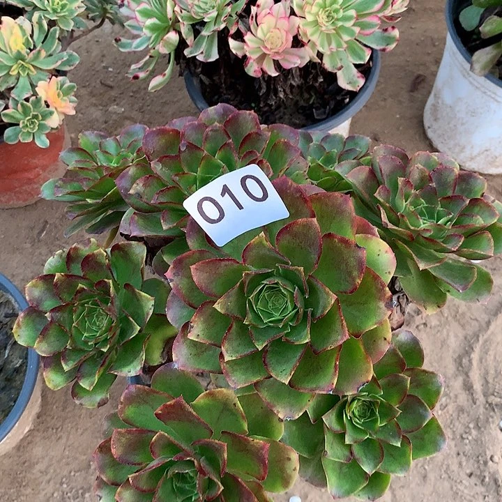 无花朵010魅金南