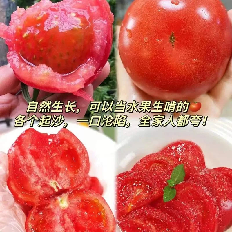【顺丰包邮】陕西咸阳普罗旺斯水果西红柿皮薄沙瓤肉厚汁多沙瓤番茄