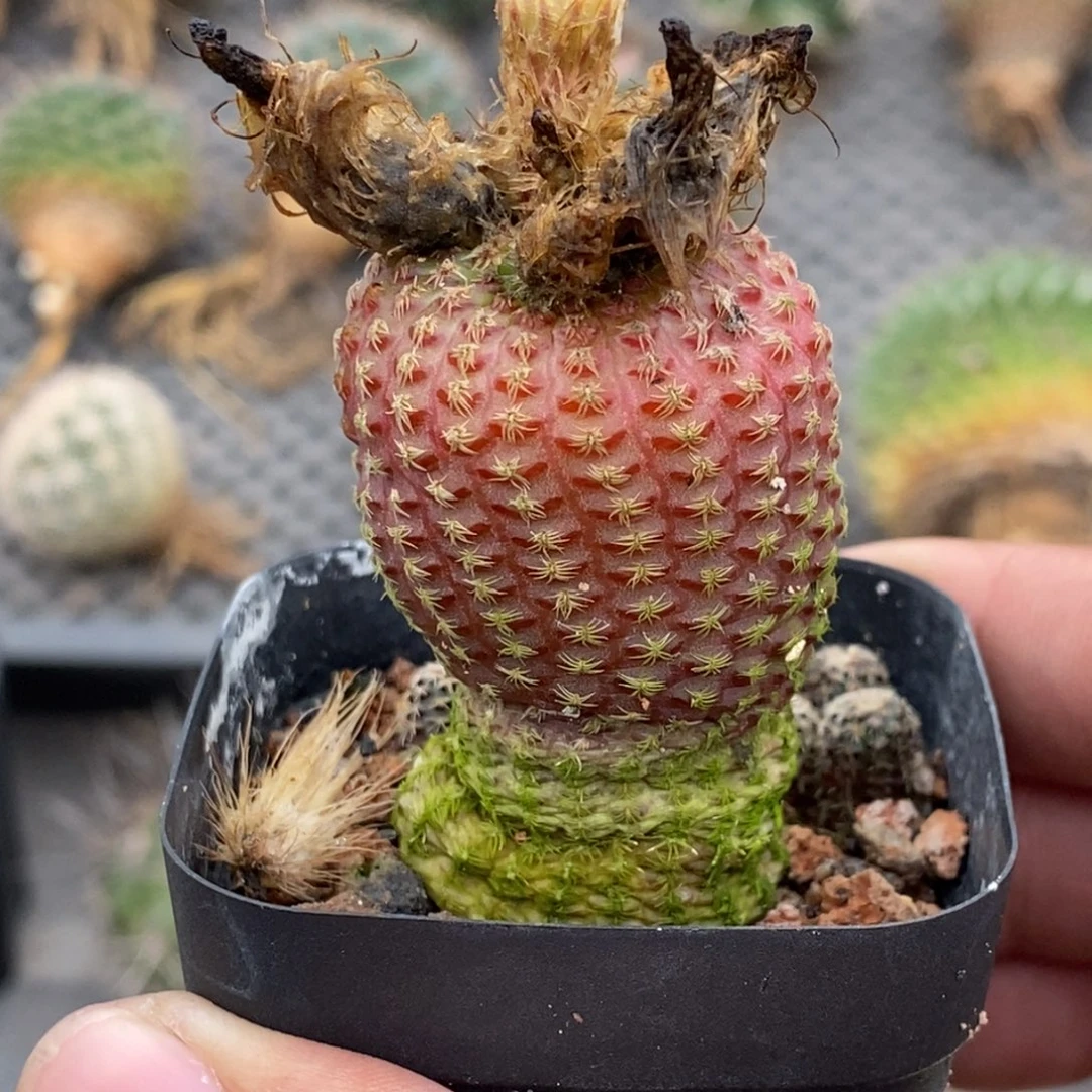 东***马植播园艺犰狳之子