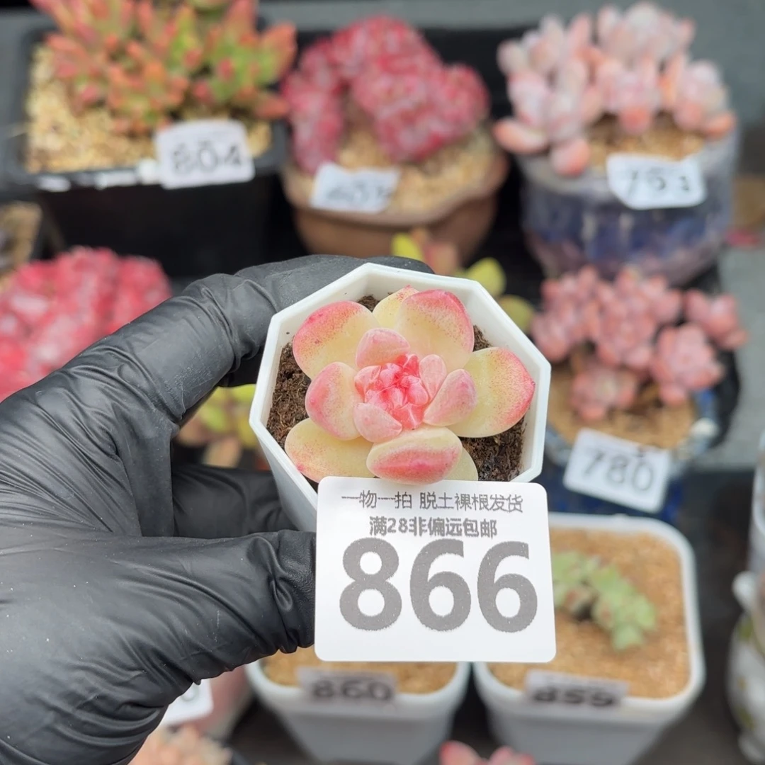 碧焰单头无盆土发货