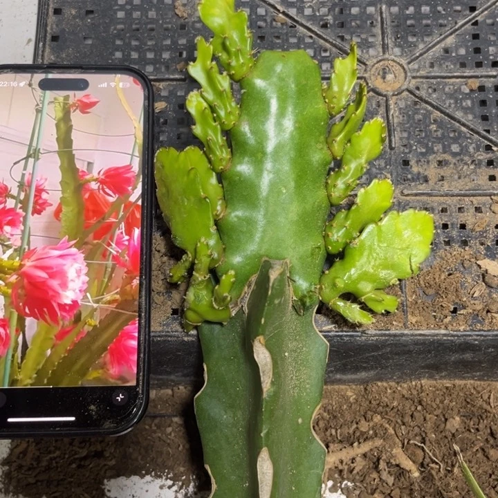 当前无花栽培后可以开花241