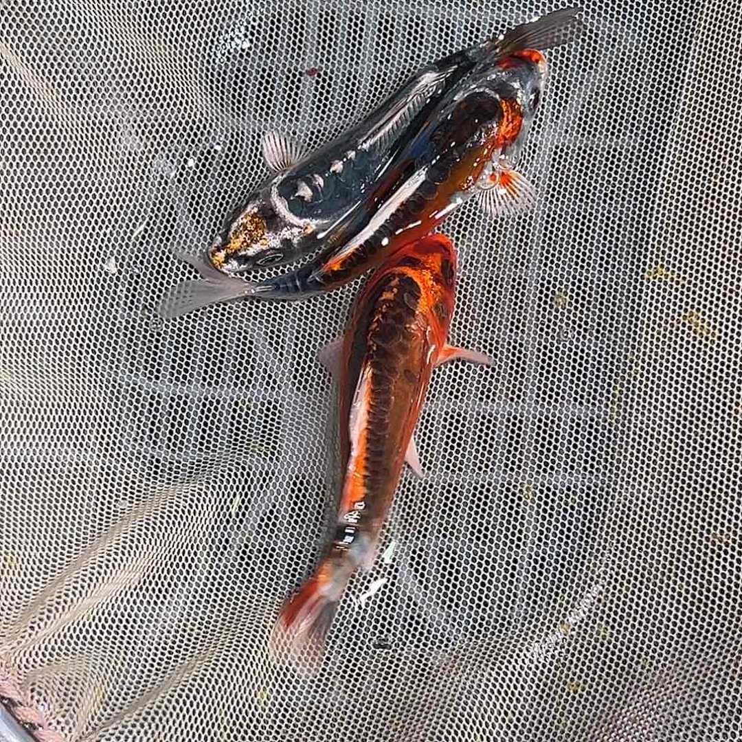 海水鱼锦鲤观赏鱼11111