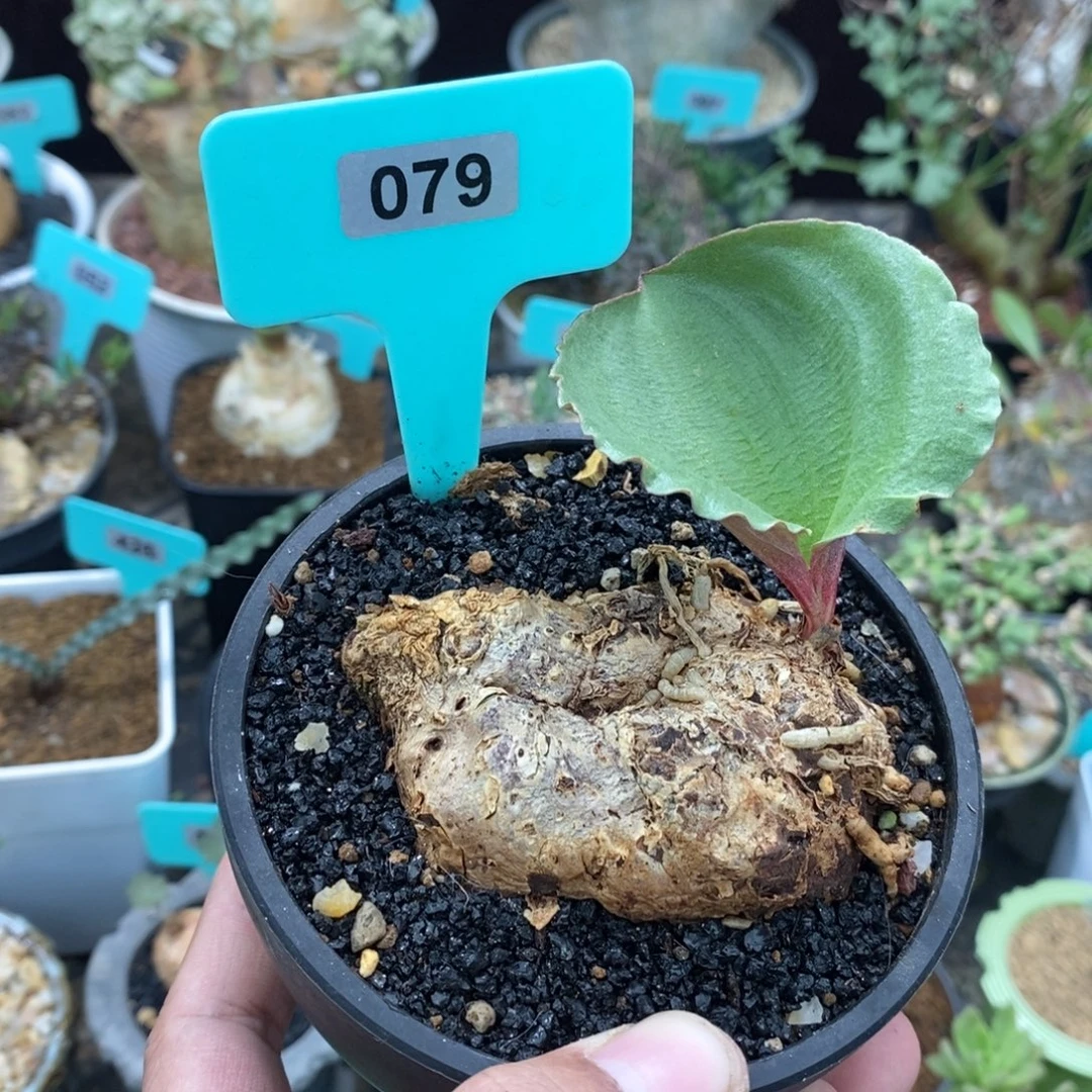 卷叶冰之镜多肉植物