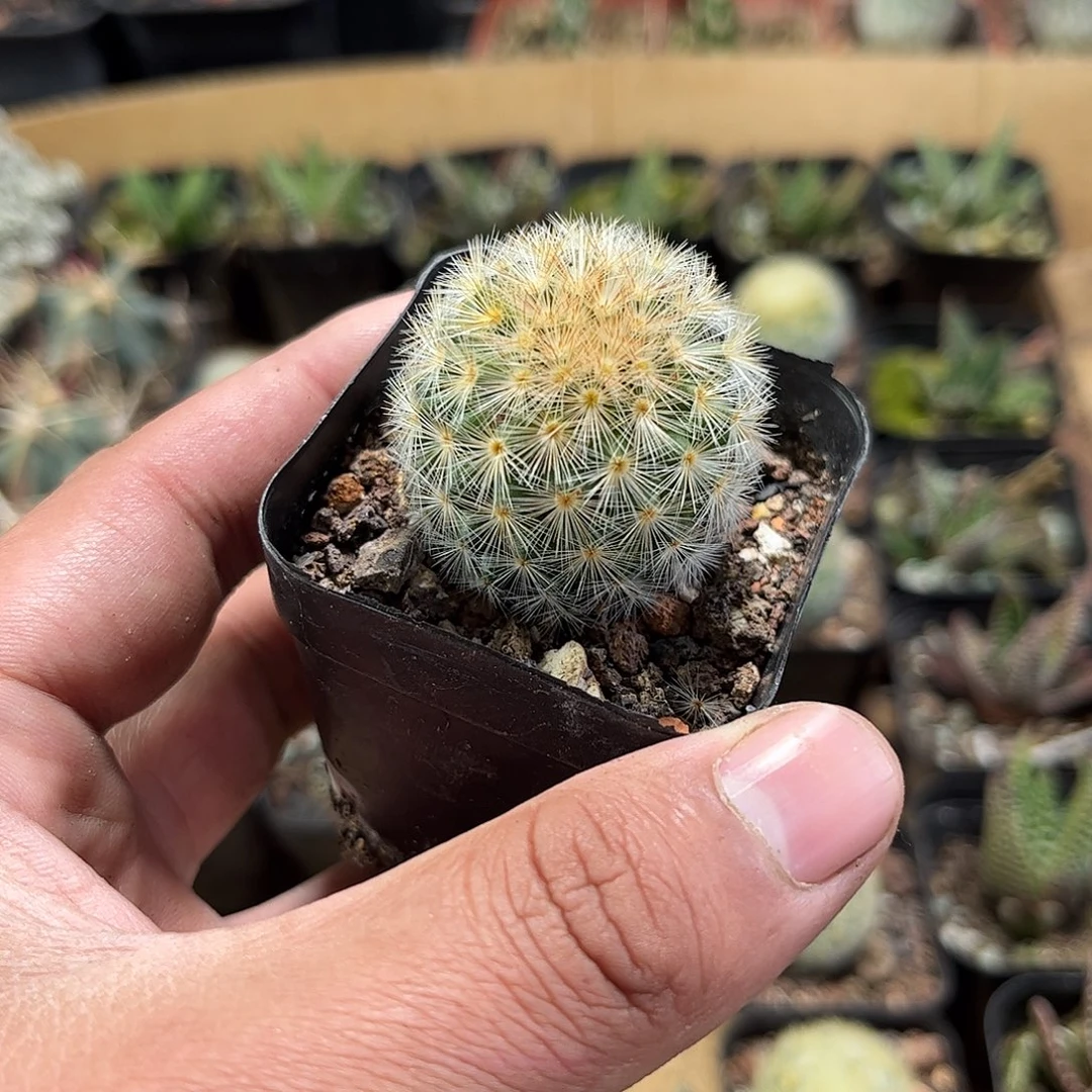 嘉文丸单头发货单头发