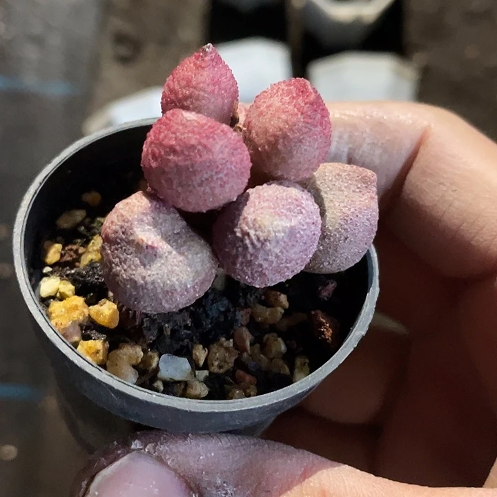 水蜜桃水泡带盆发货