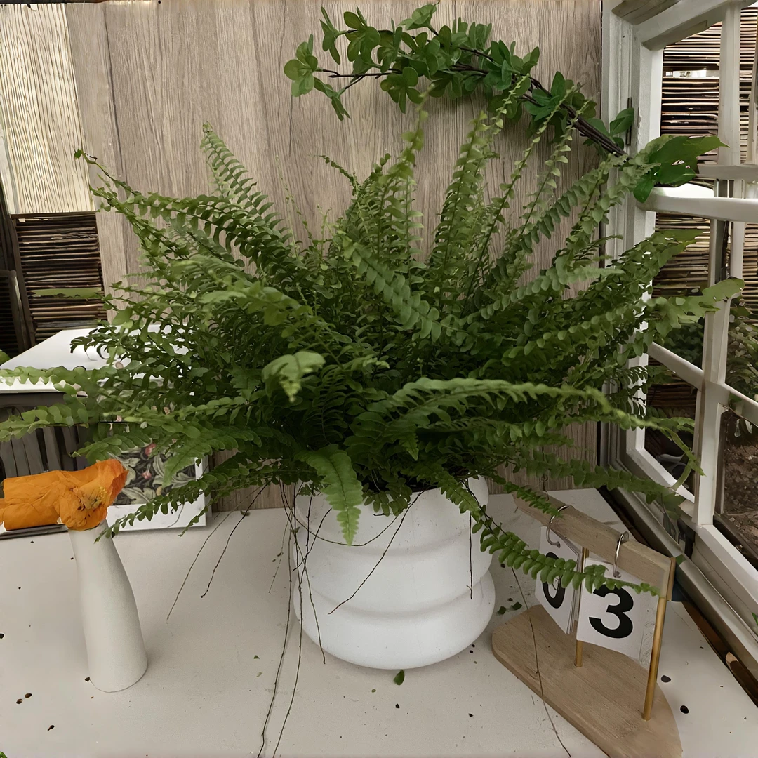 波斯顿蕨盆栽垂吊驱蚊绿植室内好养四季常青净化空气除甲醛