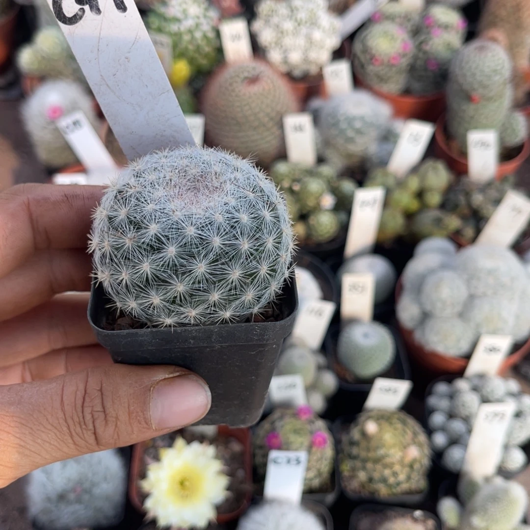 库***喵多肉植物仙人球系列
