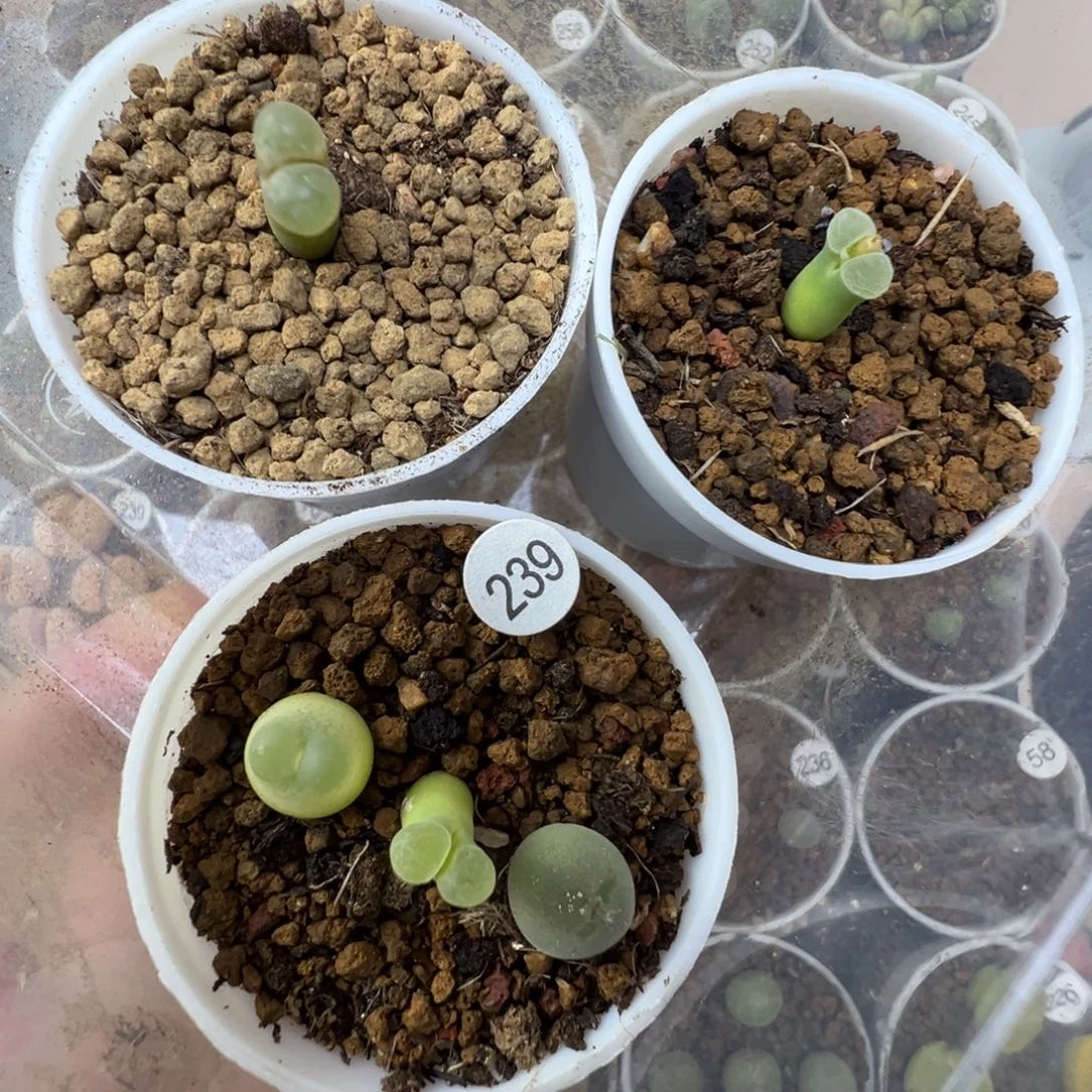 柠***y柠檬5颗脱土2390000