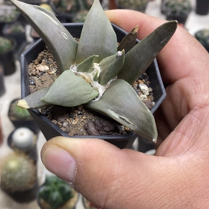 大号岩牡丹特价福利