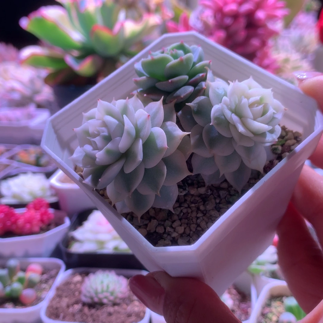 光环阴阳锦双头有根