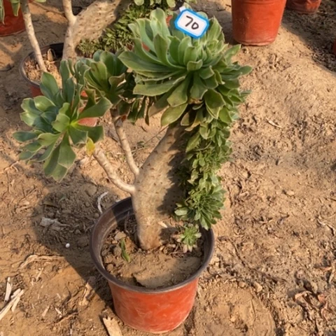 原始绿缀瑕疵一物一拍