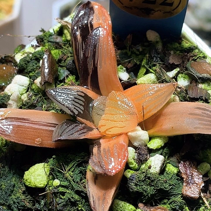 722糊趨勢夜想錦yi wu