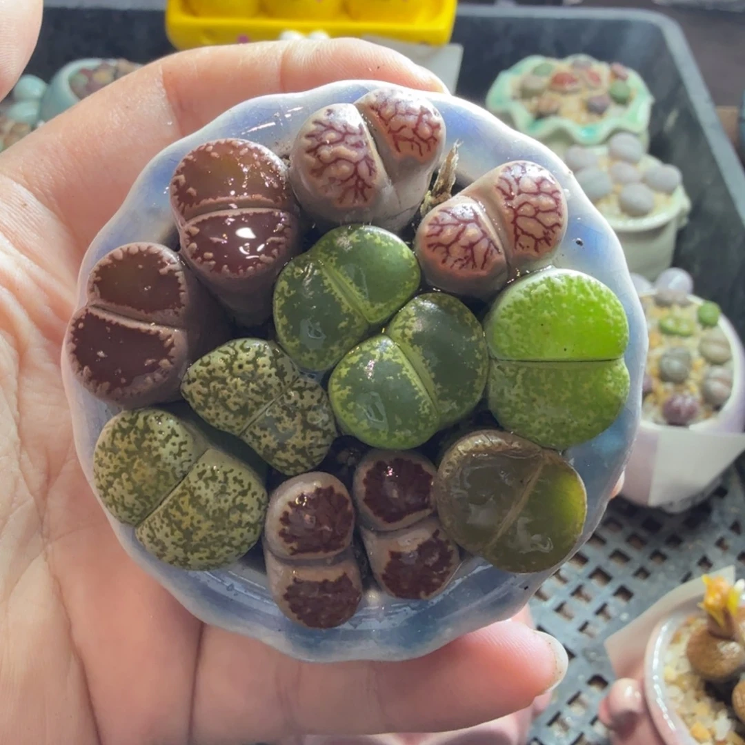 多肉植物和植物的生长889