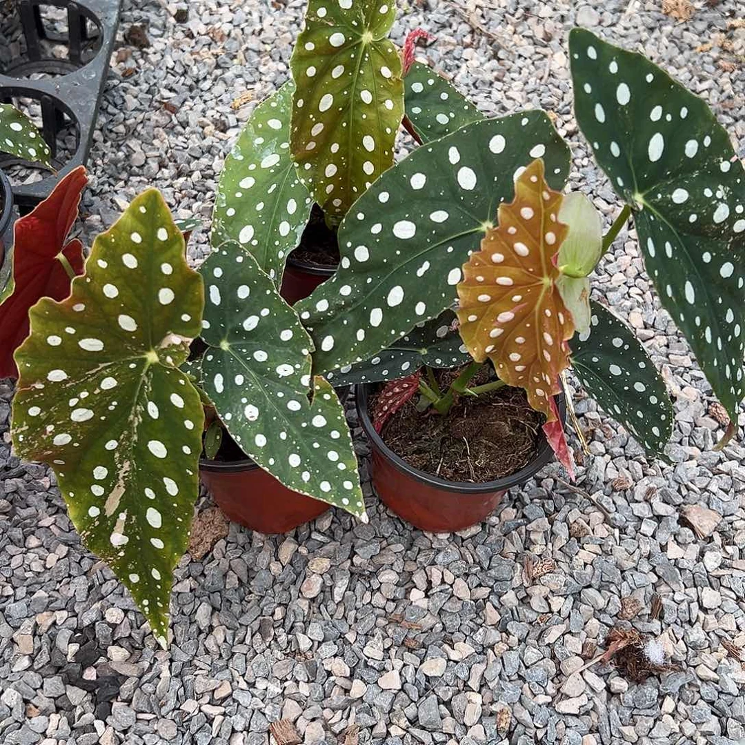 完全开放富锦鳟鱼随机发货不售后