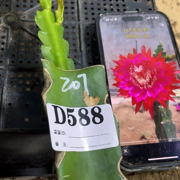 当前无花栽培后可以开花588