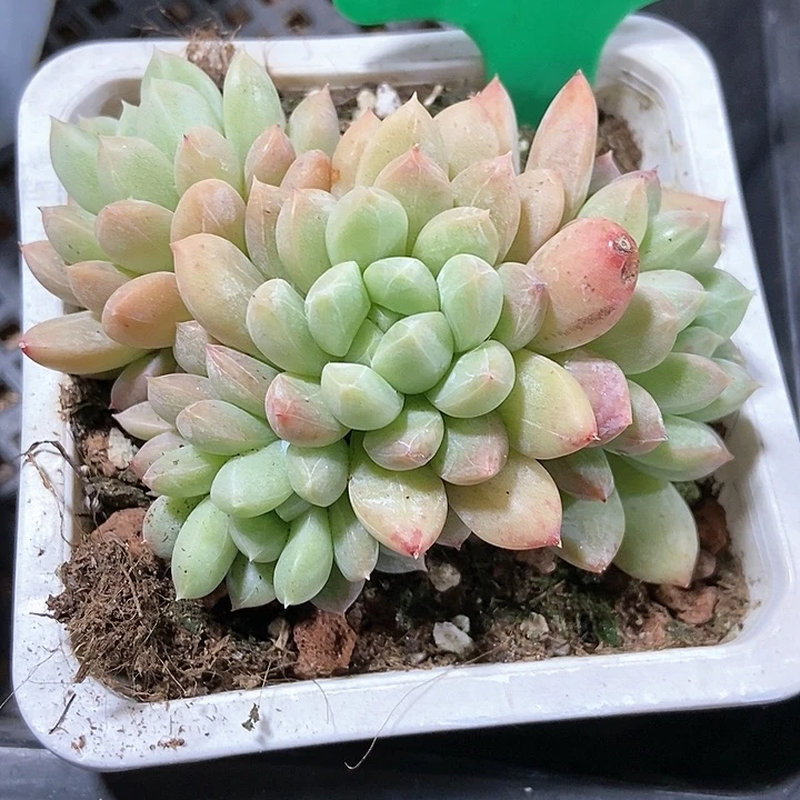 多肉植物百达翡翠991