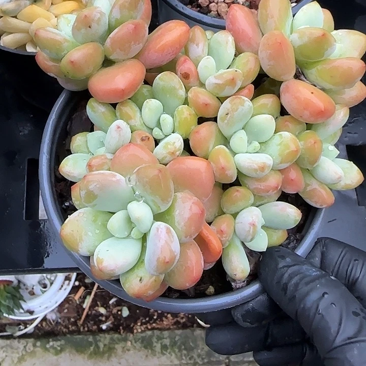 青蛙王子儿童牙膏套装11