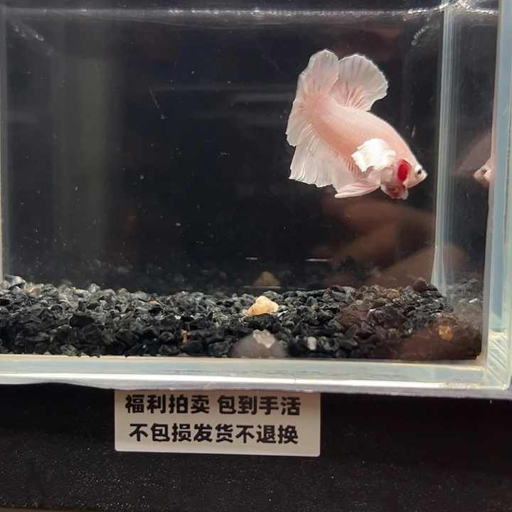 斗鱼竞拍跑单拉黑79日14