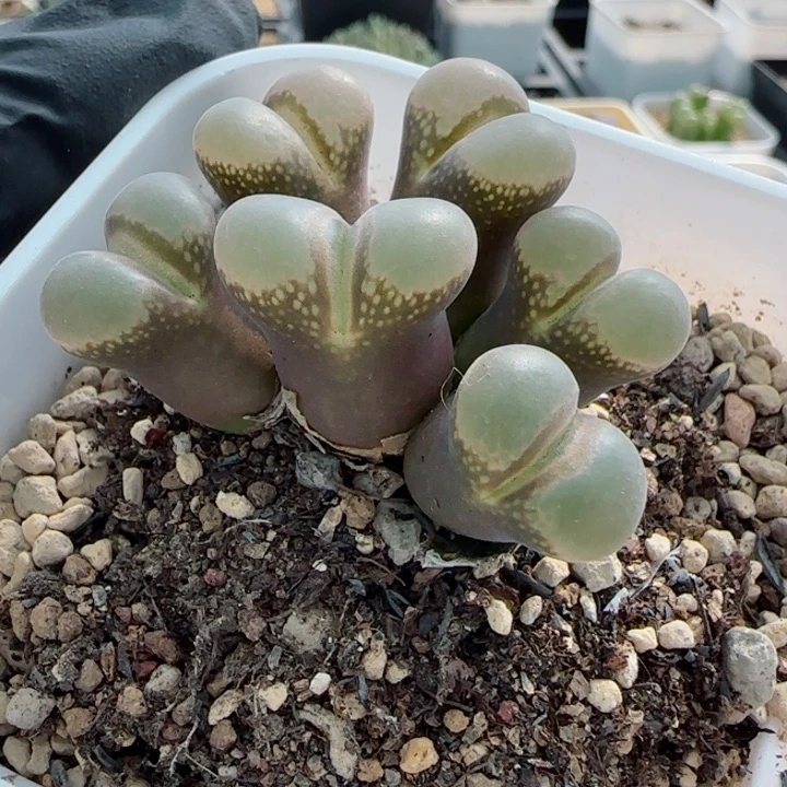 多肉植物风铃母本一颗60号