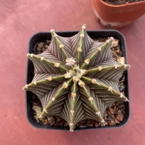 实生肋骨牡丹5仙人球