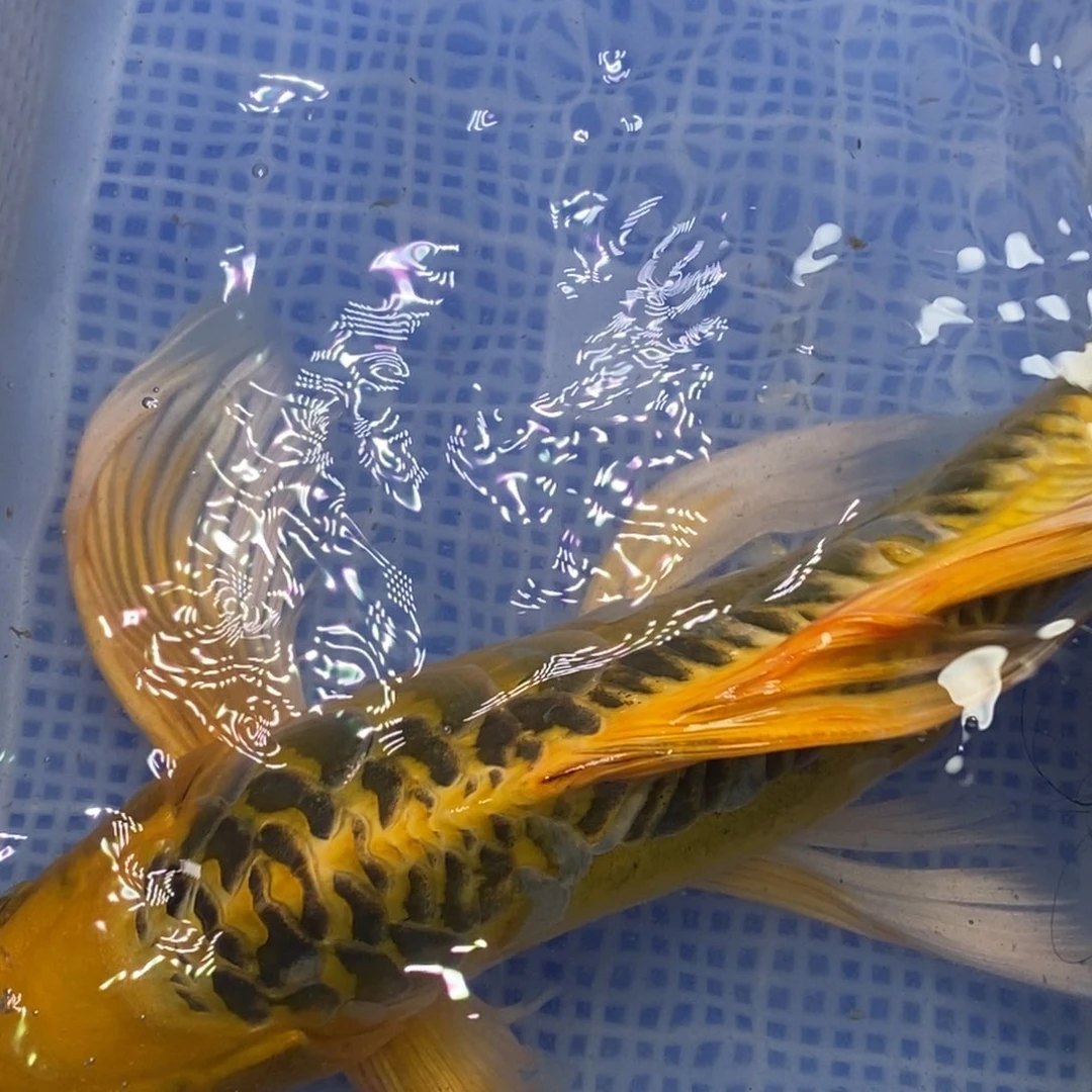 锦鲤冷水锦鲤（无开箱视频不售后）