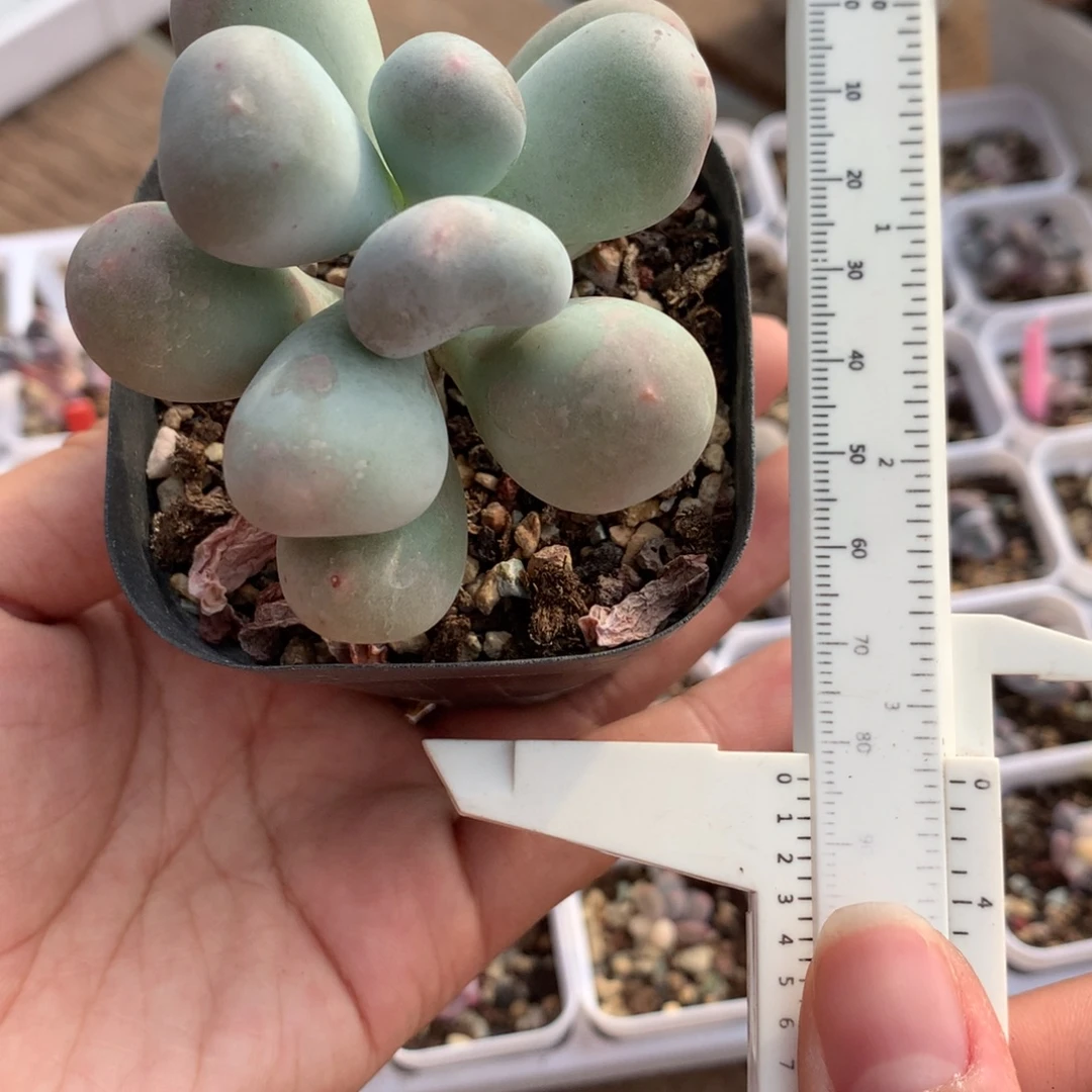 韩国米可奶酪多肉