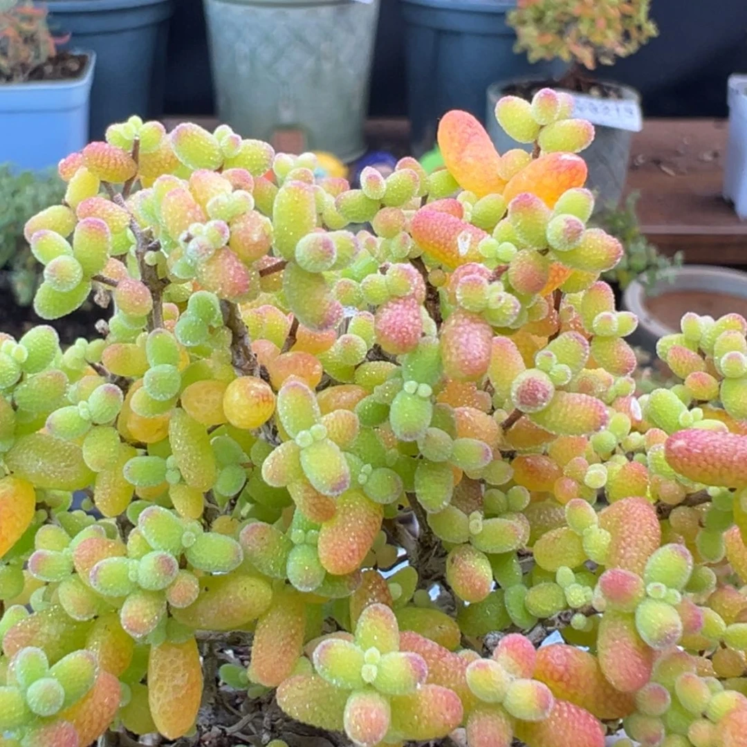 【闪购商品】dy6212精控蜜橘冠幅8.5cm带盆价