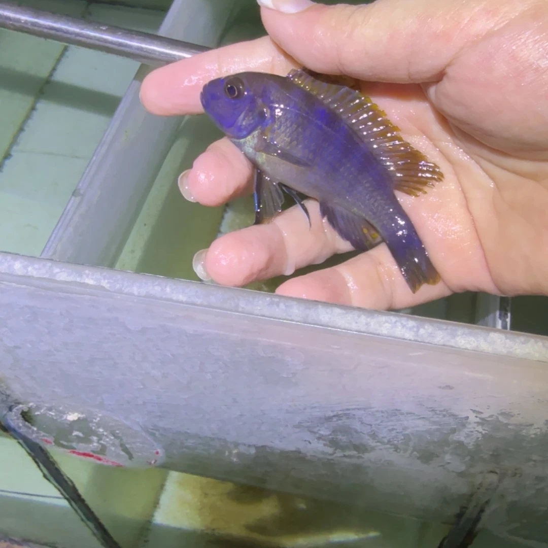 路***甲慈鲷鱼104号加里雷亚