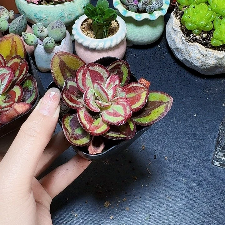 红司带盆一盆福利炸