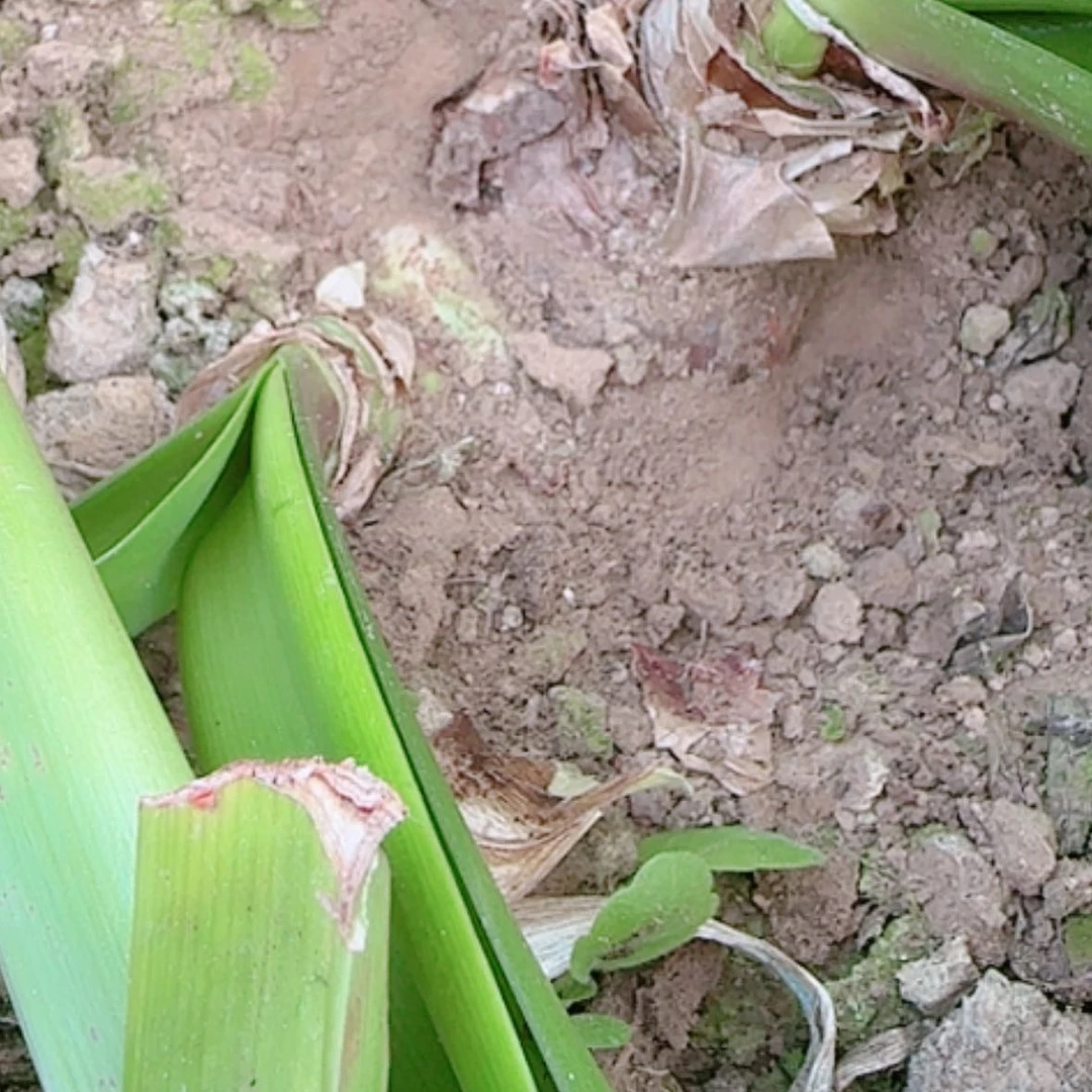 【闪购商品】无花朵荣华富贵