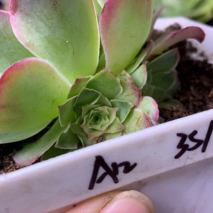 嫣***然一物一拍孤品侧牙福利