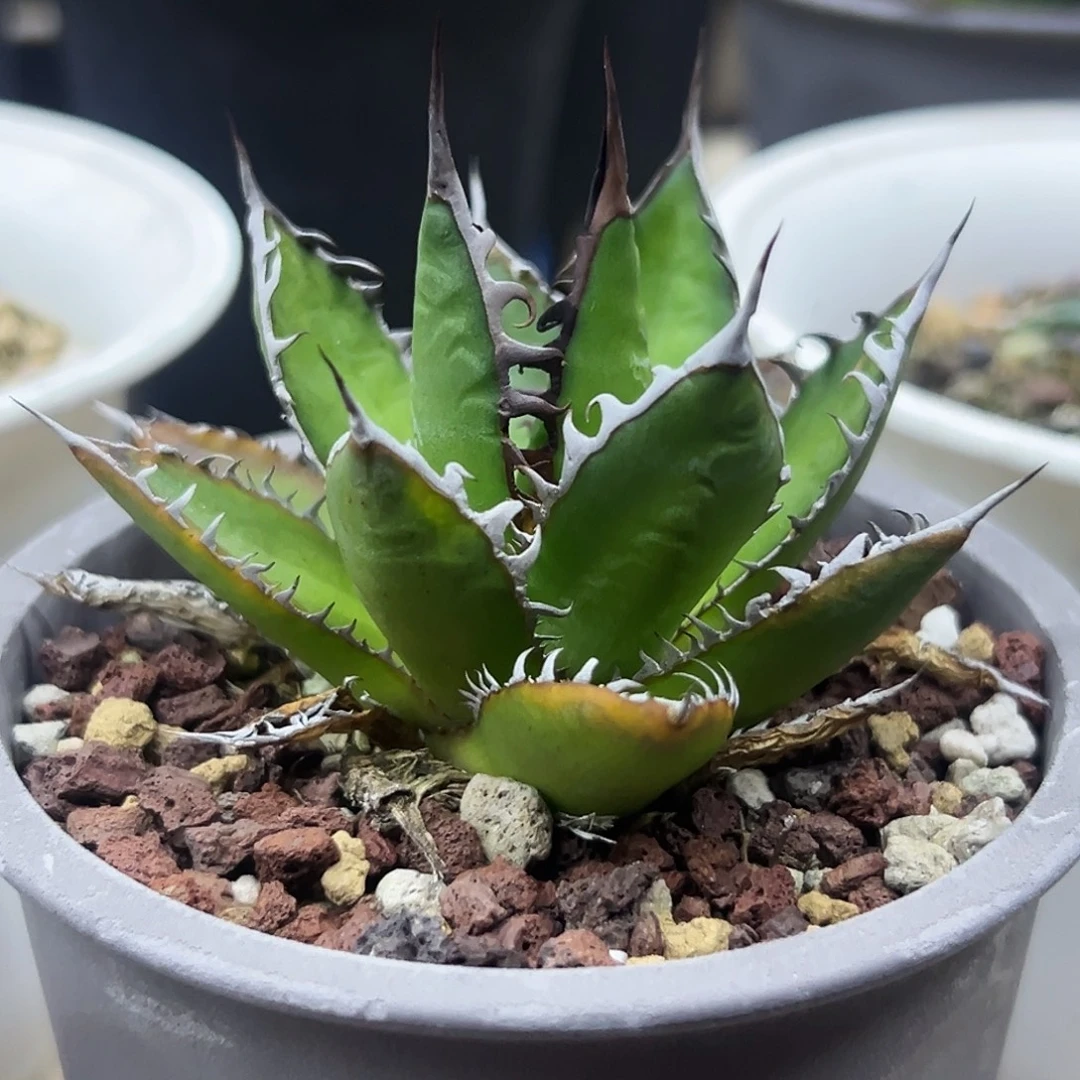 强密刺霍利达一物一拍偏远不包邮不退不换