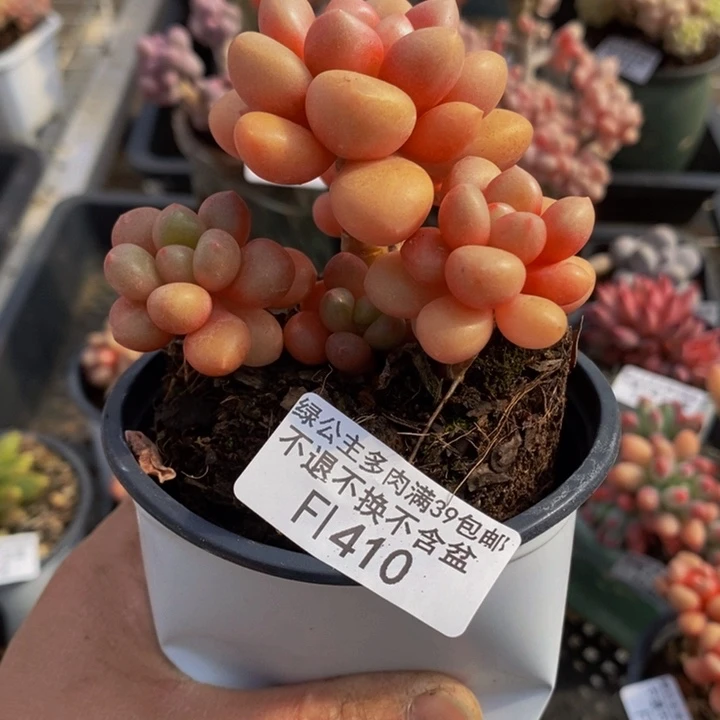 香格里拉410多肉植物