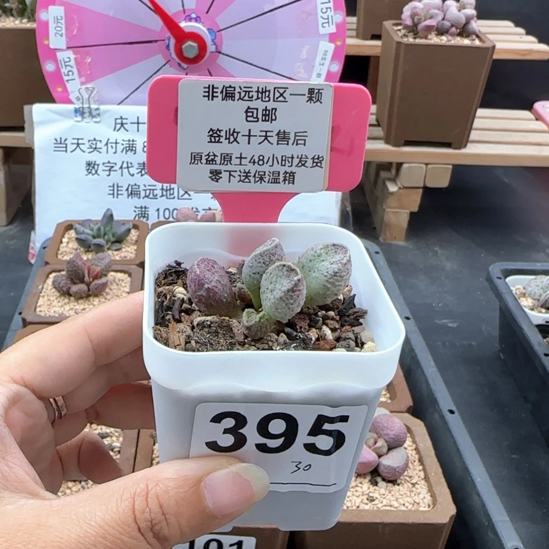 一*395实生多肉植物