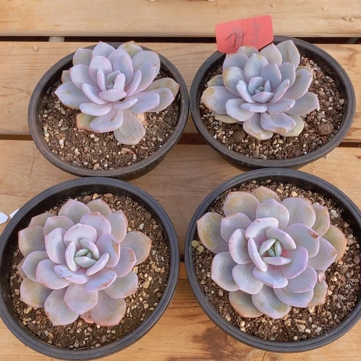 在家干的话把衣服