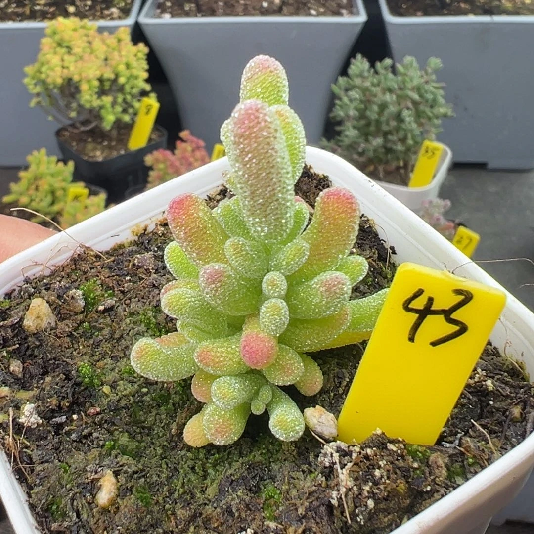 冰钻枝干43号6.5cm盆