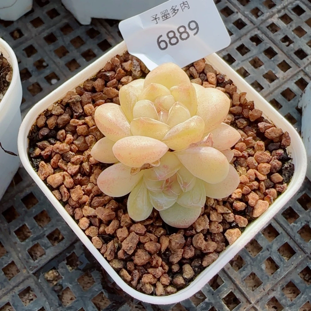 模特冰玉，6889多肉植物