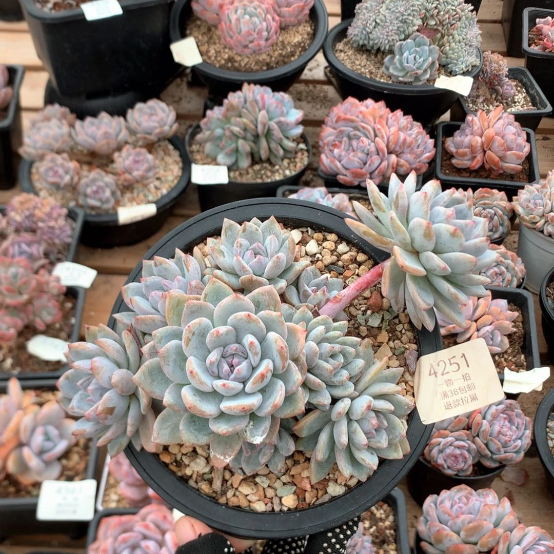 20厘米有砍11头绿底溏心石榴籽4251