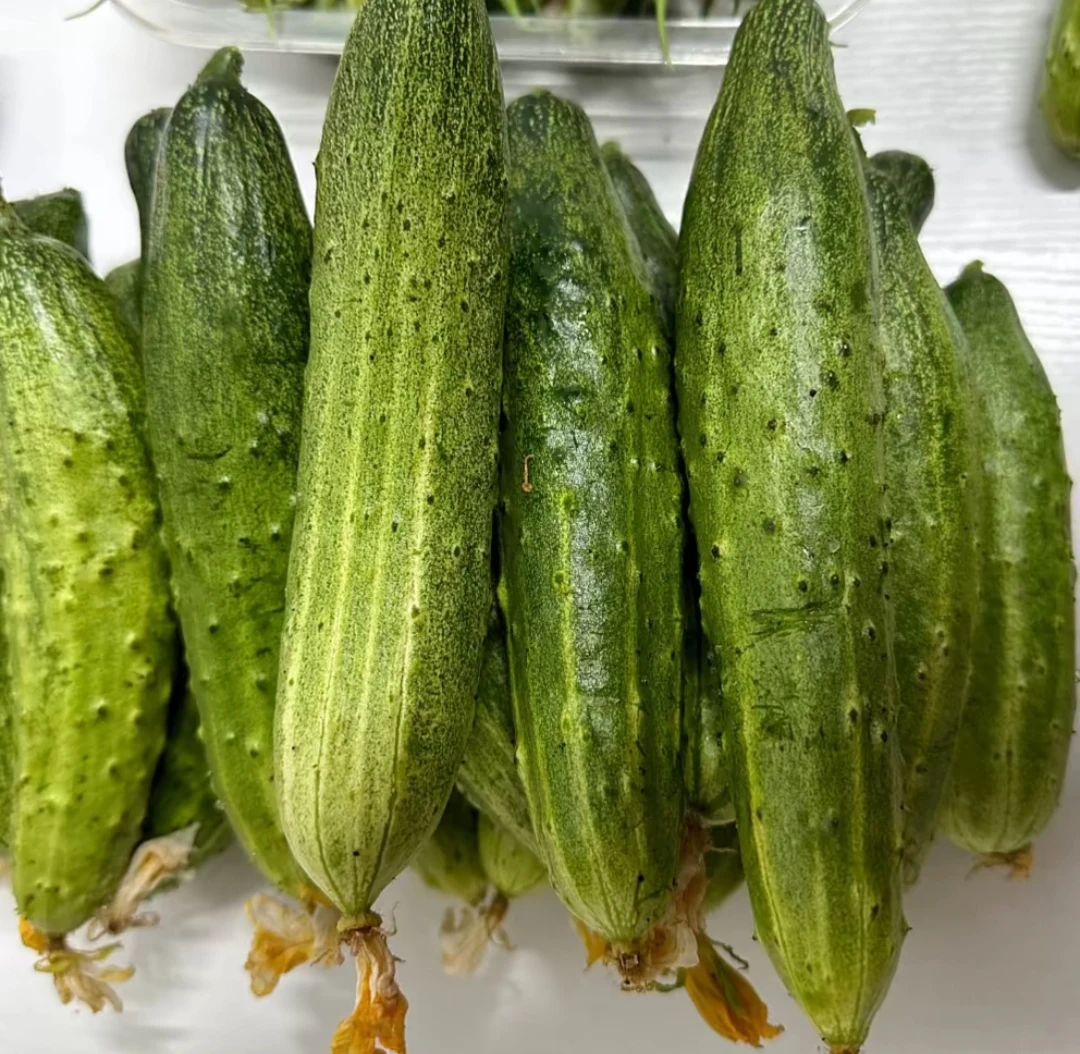 东北四号旱黄瓜嘎嘎好吃
