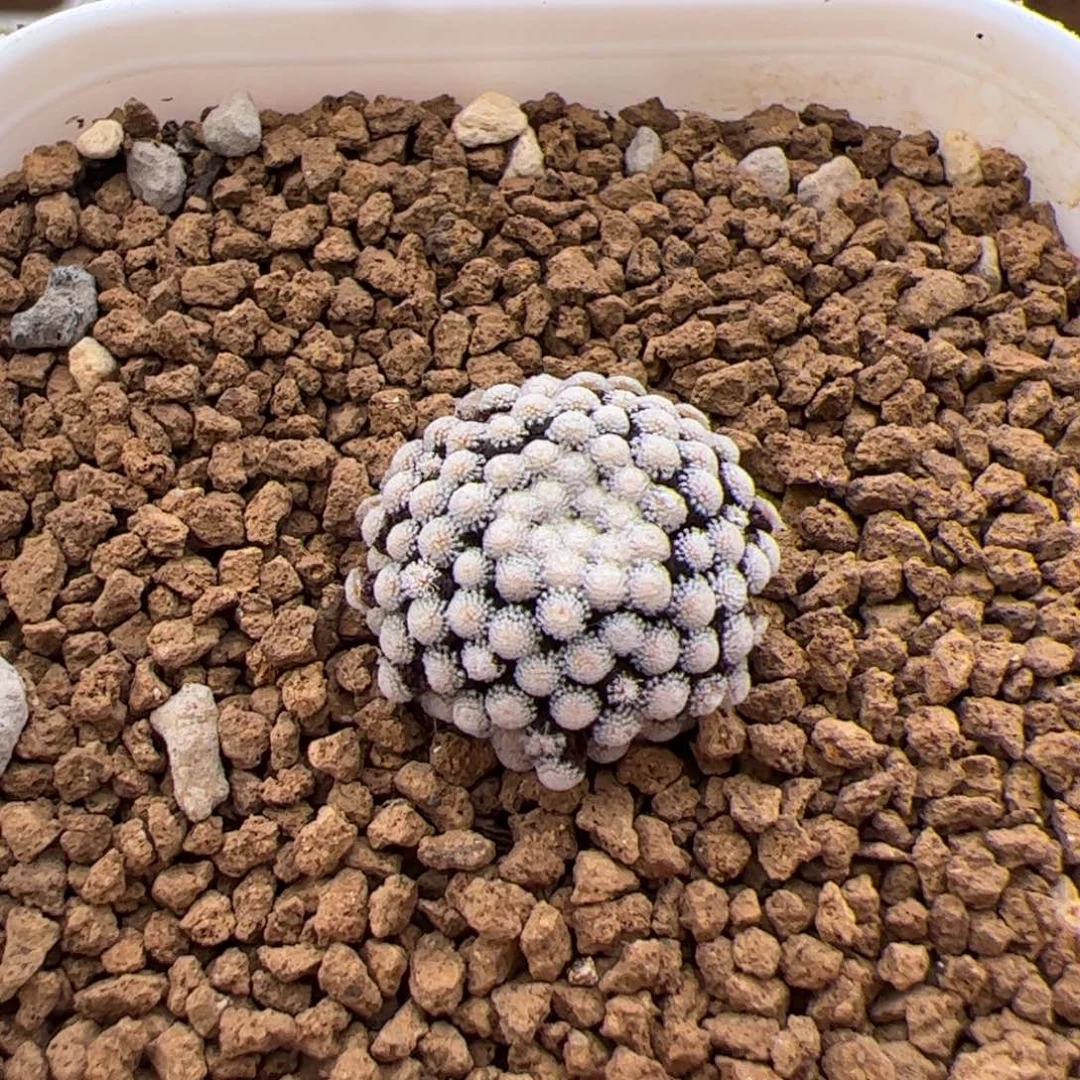 251号松针牡丹3.7多肉