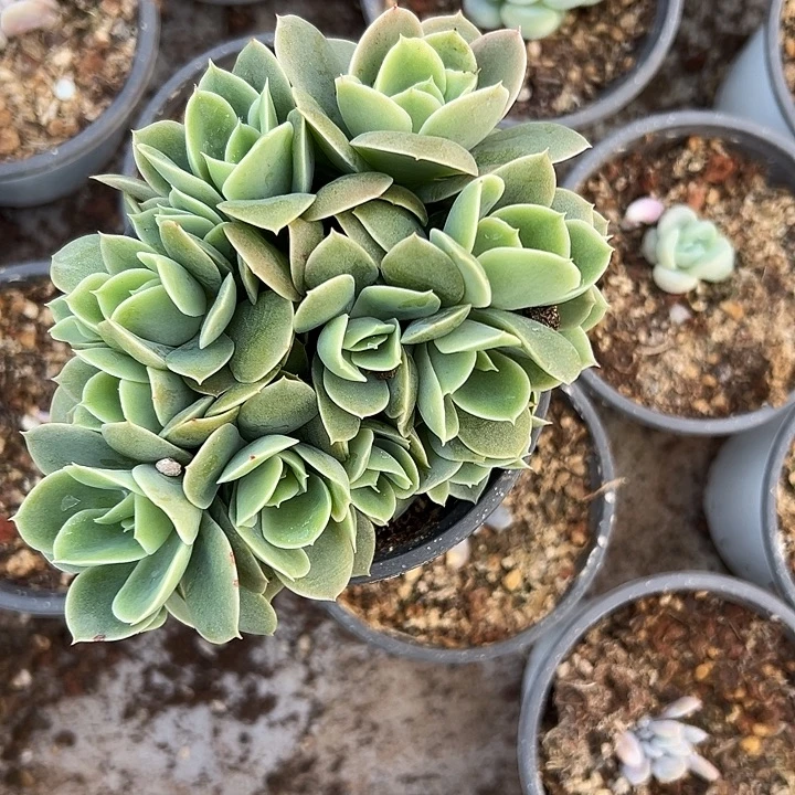 星娜塔朵朵缀化多肉