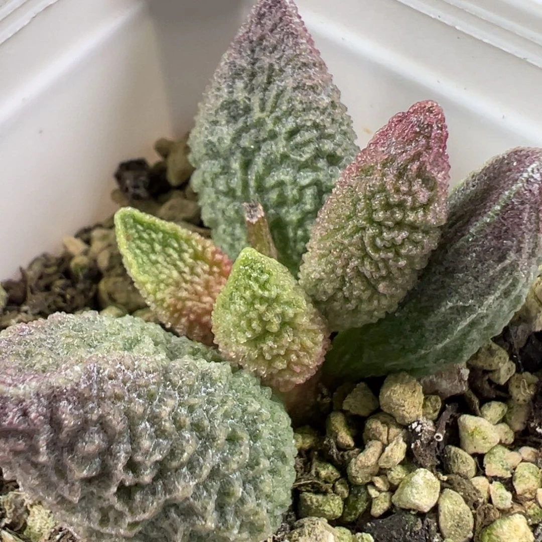 w油亮颗粒款实生新品多肉植物