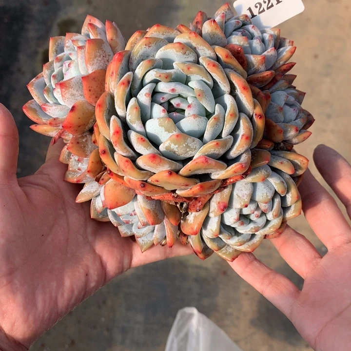 122143嗯嗯嗯嗯嗯6号