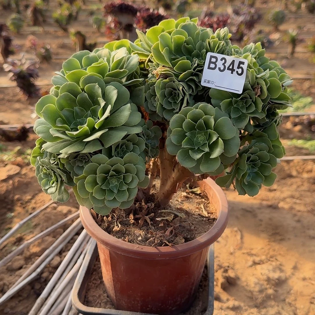 345绿缀朵朵一颗满28包邮