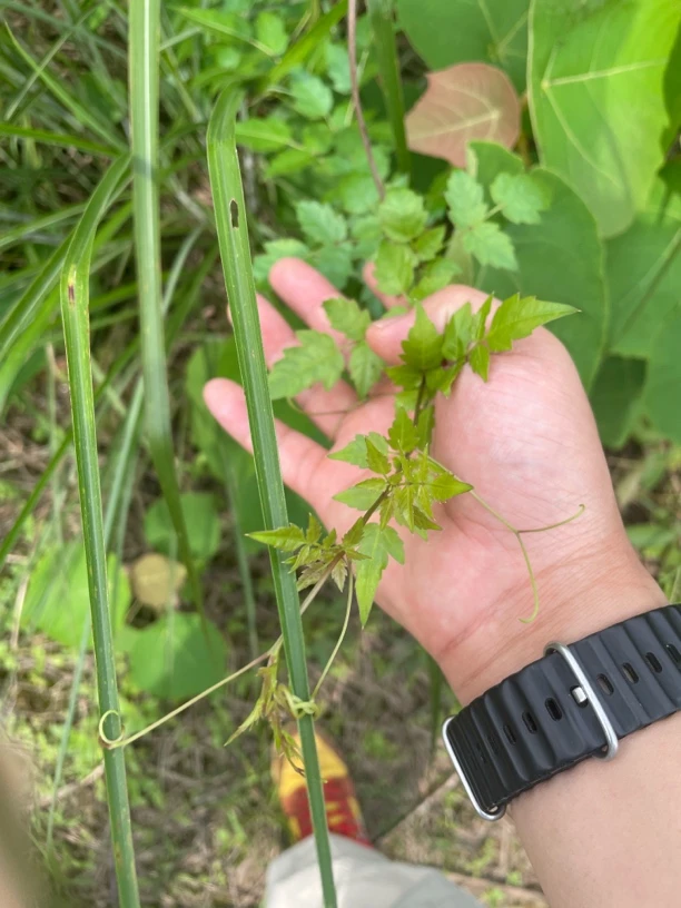 利咽下火茶广西金秀瑶山银藤茶新鲜霉茶回甘长寿藤甘露茶青霜藤