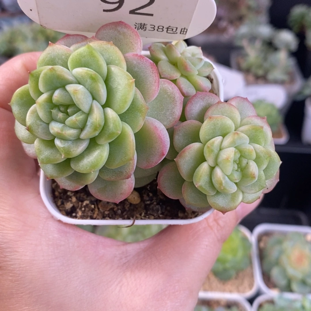 财富密码t20四头群92号