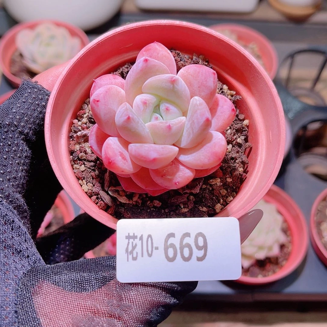 花利美10-669新品