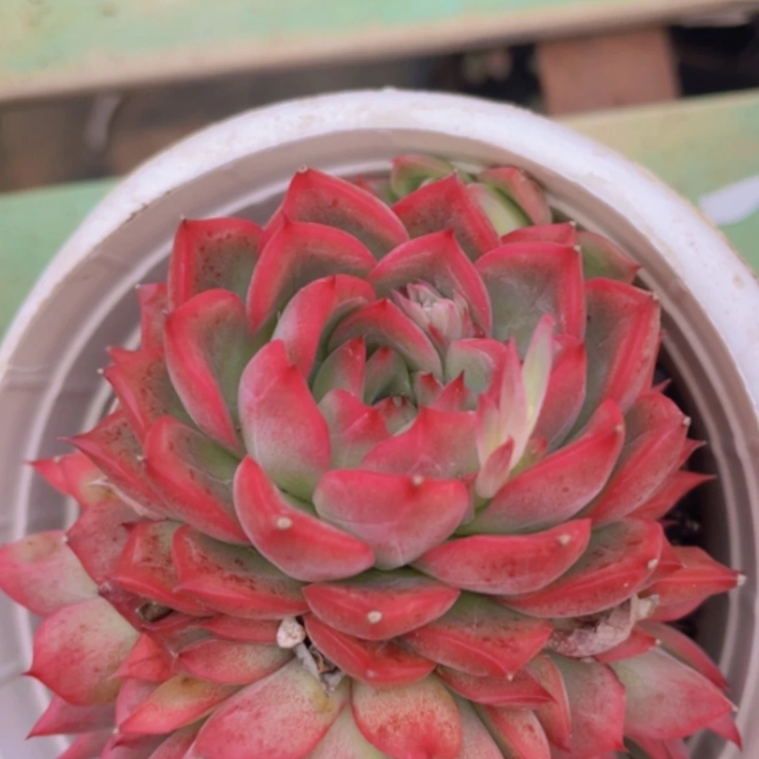 【闪购商品】福诺瑞安娜0492